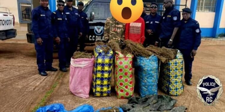 Dalaba : La police annonce le démantèlement d&rsquo;un point de stockage de chanvre indien