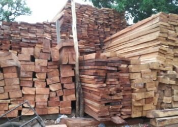 Guinée : le gouvernement suspend les activités de coupe, d’importation et de transport du bois jusqu’au 30 septembre