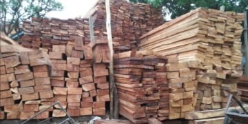 Guinée : le gouvernement suspend les activités de coupe, d’importation et de transport du bois jusqu’au 30 septembre